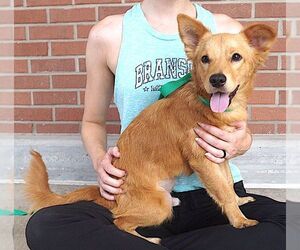 Pembroke Welsh Corgi-Unknown Mix Dogs for adoption in Carrollton, TX, USA