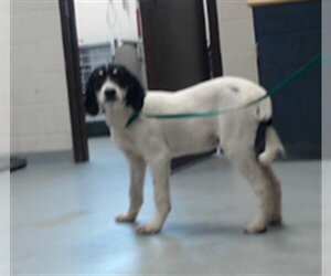 Labrenees Dogs for adoption in Fayetteville, NC, USA