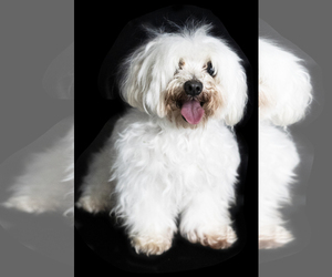 Maltese Dogs for adoption in Miami, FL, USA