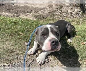 American Pit Bull Terrier-Unknown Mix Dogs for adoption in Houston, TX, USA