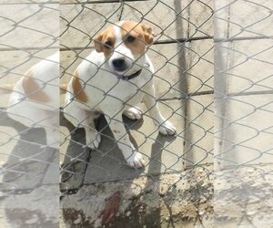 Beagle-Unknown Mix Dogs for adoption in Lonsdale, AR, USA