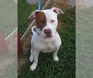 American Pit Bull Terrier Dogs for adoption in Franklin, TN, USA