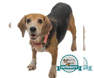 Beagle Dogs for adoption in Kennesaw, GA, USA