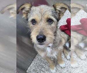 Mutt Dogs for adoption in Martinsburg, WV, USA