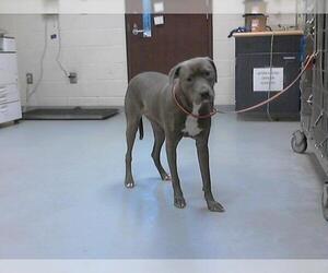 Labrador Retriever-Unknown Mix Dogs for adoption in Fayetteville, NC, USA