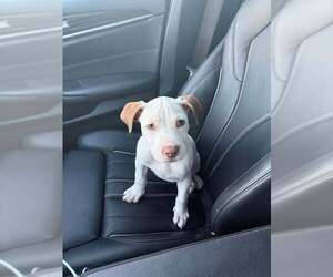 Staffordshire Bull Terrier-Unknown Mix Dogs for adoption in pomfret, CT, USA