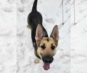 German Shepherd Dog Dogs for adoption in Cuba, NY, USA