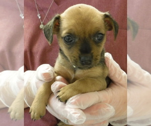 Puggle Dogs for adoption in Morton Grove, IL, USA