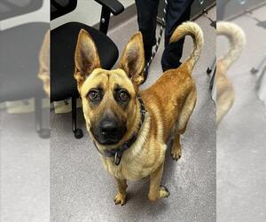 German Shepherd Dog-Unknown Mix Dogs for adoption in Tracy, CA, USA