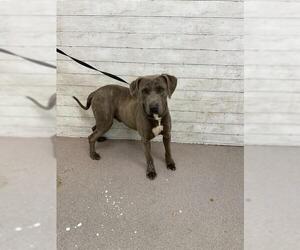 American Pit Bull Terrier Dogs for adoption in San Bernardino, CA, USA