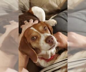 Beagle Dogs for adoption in Las Vegas, NV, USA