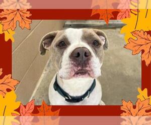 American Pit Bull Terrier Dogs for adoption in Ojai, CA, USA