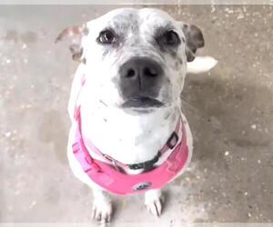 Mutt Dogs for adoption in Houston, TX, USA