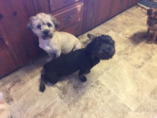 Lhasa-Poo Dogs for adoption in Parker Ford, PA, USA
