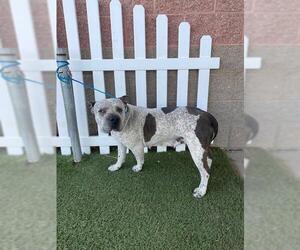 Australian Cattle Dog-Chinese Shar-Pei Mix Dogs for adoption in Modesto, CA, USA