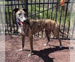 Greyhound Dogs for adoption in Cherry Hill, NJ, USA