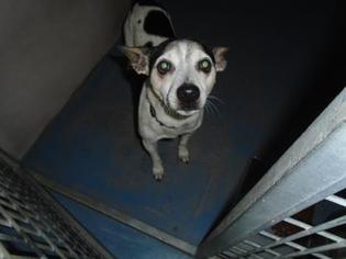 Jack Russell Terrier Dogs for adoption in Inverness, FL, USA