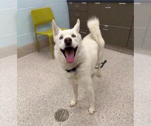 Siberian Husky Dogs for adoption in Brighton, CO, USA