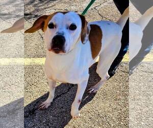 Mutt Dogs for adoption in Plainfield, IL, USA