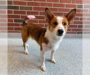 Cardigan Welsh Corgi-Unknown Mix Dogs for adoption in Edmond, OK, USA