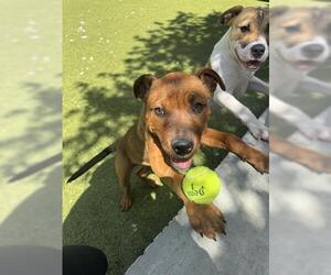 Labrador Retriever-Unknown Mix Dogs for adoption in San Martin, CA, USA