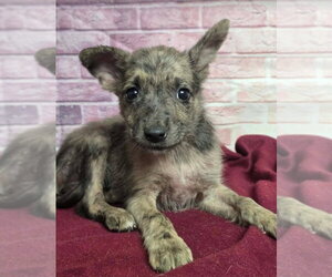 Australian Shepherd-Unknown Mix Dogs for adoption in Lakewood, CO, USA