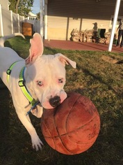 Bullboxer Pit Dogs for adoption in YARDLEY, PA, USA