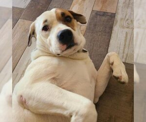 Labrador Retriever Dogs for adoption in Phoenix, AZ, USA