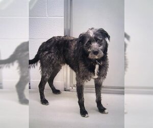 Schnauzer (Giant) Dogs for adoption in Temple, TX, USA
