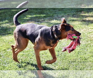 Beagle-Unknown Mix Dogs for adoption in Omaha, NE, USA