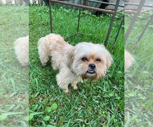 Maltese Dogs for adoption in The Woodlands, TX, USA