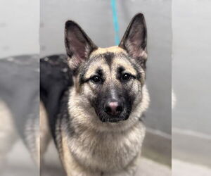 German Shepherd Dog-Unknown Mix Dogs for adoption in Las Vegas, NV, USA