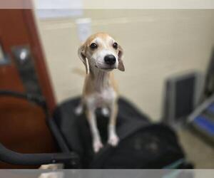 Labbe Dogs for adoption in Center Township, PA, USA