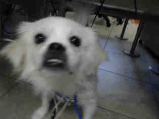 ShiChi Dogs for adoption in Houston, TX, USA