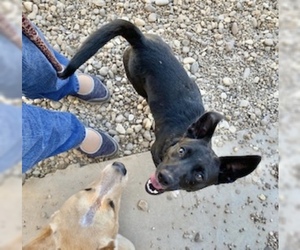 Pembroke Welsh Corgi Dogs for adoption in Pampa, TX, USA