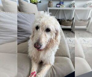 Labradoodle Dogs for adoption in Royal Palm Beach, FL, USA