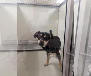 Chihuahua-Unknown Mix Dogs for adoption in Upland, CA, USA