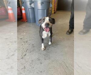 American Pit Bull Terrier-Unknown Mix Dogs for adoption in Corpus Christi, TX, USA