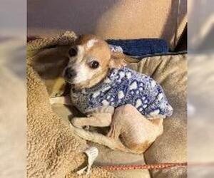Chihuahua Dogs for adoption in Claremore, OK, USA