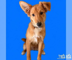 Golden Retriever-Unknown Mix Dogs for adoption in Washington, DC, USA