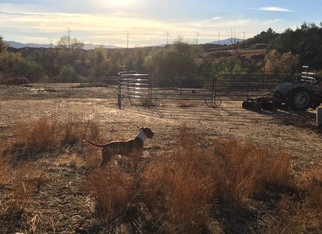 Rhodesian Ridgeback-Staffordshire Bull Terrier Mix Dogs for adoption in Orange, CA, USA