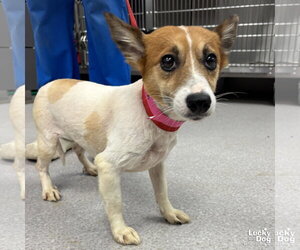 Jack Russell Terrier-Unknown Mix Dogs for adoption in Washington, DC, USA