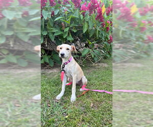 Golden Labrador Dogs for adoption in Jefferson, NJ, USA