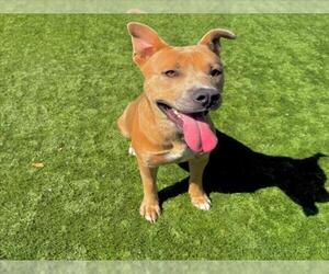 American Pit Bull Terrier-Unknown Mix Dogs for adoption in Moreno Valley, CA, USA