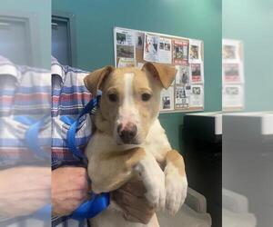 Labrador Retriever-Pembroke Welsh Corgi Mix Dogs for adoption in Newton, NC, USA