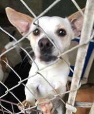 Chi-Corgi Dogs for adoption in Pembroke, GA, USA