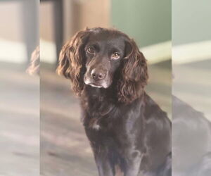 Boykin Spaniel Dogs for adoption in Valrico, FL, USA