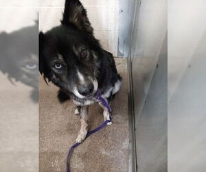 Mutt Dogs for adoption in San Bernardino, CA, USA