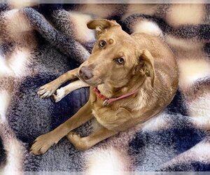 Golden Shepherd Dogs for adoption in Tulsa, OK, USA