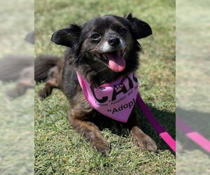 Chihuahua-Unknown Mix Dogs for adoption in Ventura, CA, USA